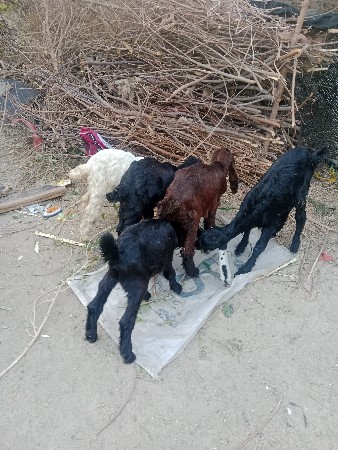 થંબનેલ 2