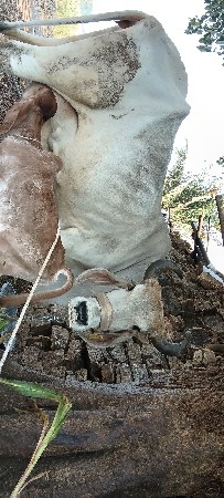 ગાય વેચવાની છે