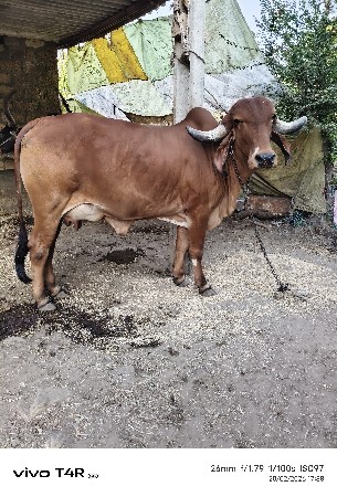 ગાય વેચવાની છે