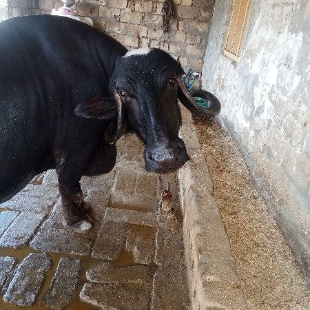 थंबनेल 2