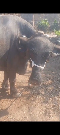 ભેંસ વેચવાની છે ત્રણ આચરી છે