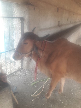 બીજું વેતર વાણી છે નીચે વાચડો છે