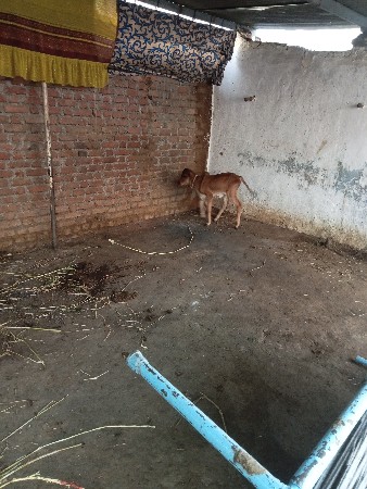 તાજી વિહણેલ