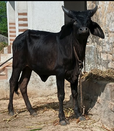 थंबनेल 3