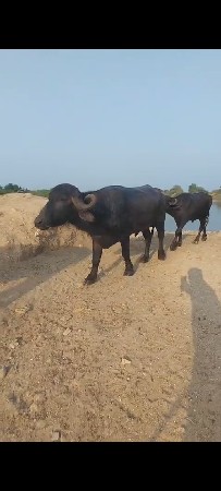 थंबनेल 3