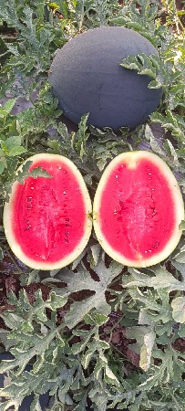 તરબુસ ની કસરી  વેસ્વની શે