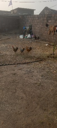 સોનાલી.કૂકડા