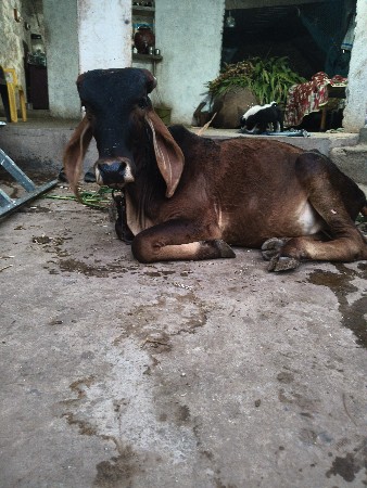 ગીર કાળી વાસડી