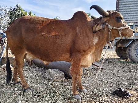 થંબનેલ 2