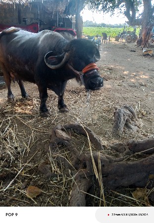 ભેંસ વેચવાની છે