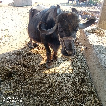 15 દિવસની કાચી.