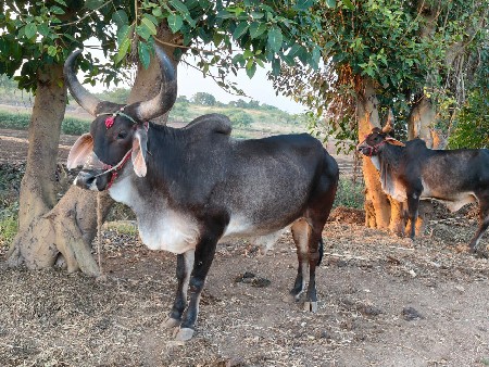 थंबनेल 3