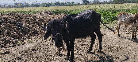 બે ખડેલીયું વેચવા ની છે