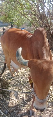 ગાઈ વેચવાની છે