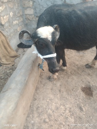 थंबनेल 3