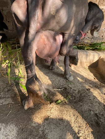 थंबनेल 2