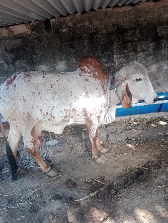 थंबनेल 2