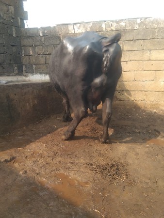 ભેસ વેસવાની છે