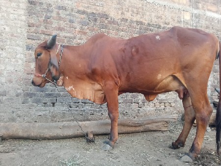 વેચવાની