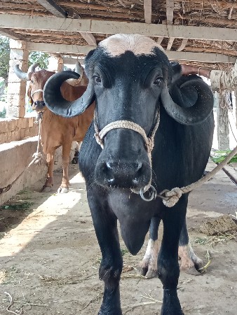 ખડેલી વેચવાની છે