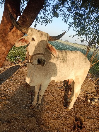 વેચવાની શીલ