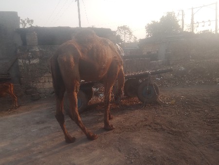 થંબનેલ 2