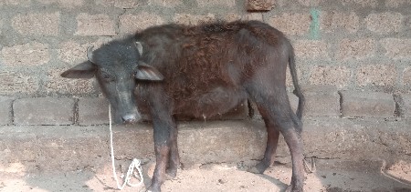 थंबनेल 3