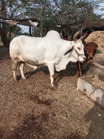 थंबनेल 3