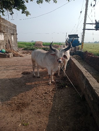 બળદ વેચવાના છે