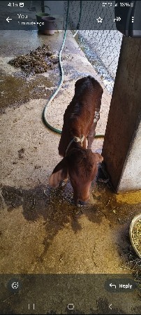 gay devani 10 dini viyanal