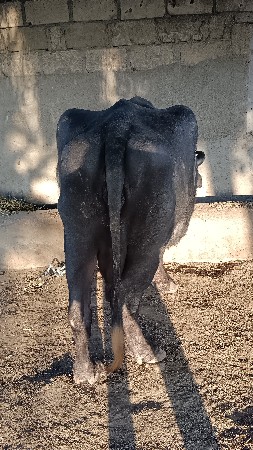 ત્રીજું વેતર