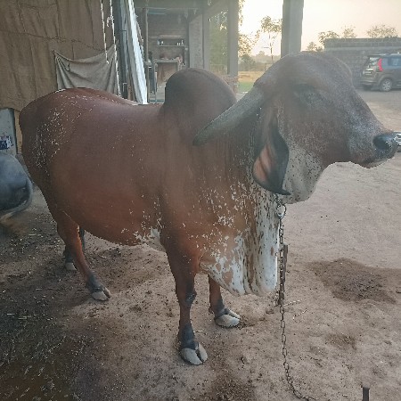 थंबनेल 3