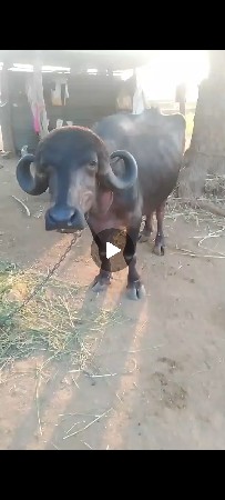 ટોપલી જાફરાબાદી ખડાય છે