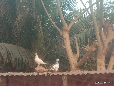 થંબનેલ 2