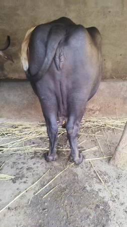 थंबनेल 3