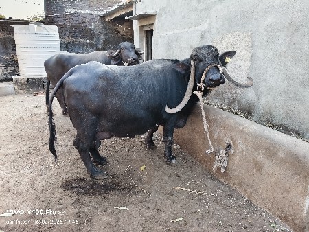 ભેંસ વેચવાની છે