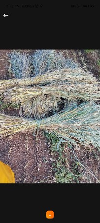 મીઠી જુવાર વેચવા ની છે