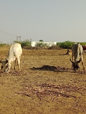 थंबनेल 3