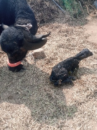 જયરાજ માકડ 6352237745