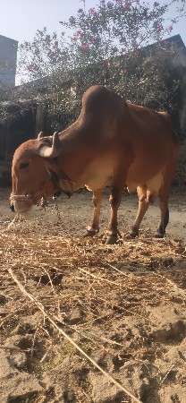 ગાય વેચવાની છે પાંચ દી ની કાચી