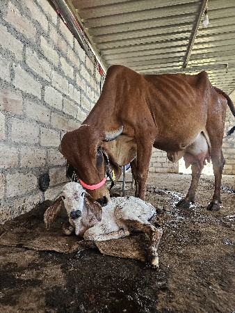 थंबनेल 3