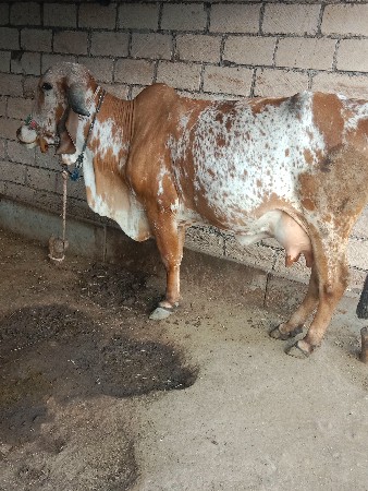 थंबनेल 2