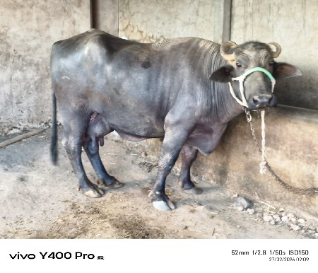 ભેંસ વેચવાની છે