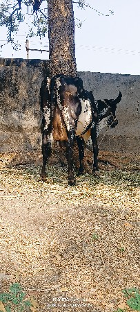 થંબનેલ 2