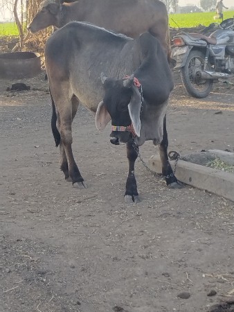 थंबनेल 2