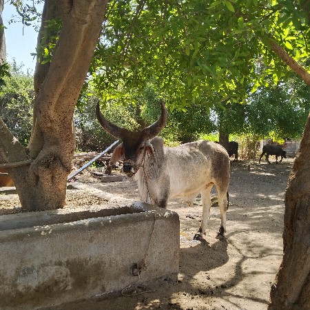 ગોઢલા વેચવાના છે