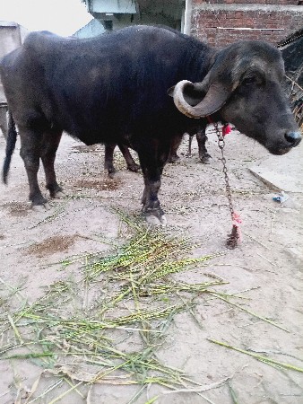 4 દાત 1.5 મહિનો