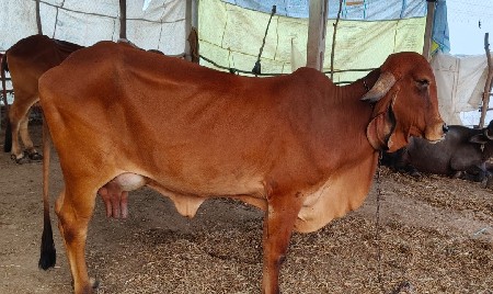 थंबनेल 2