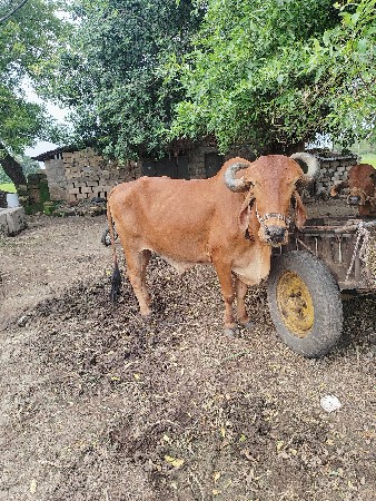 थंबनेल 2