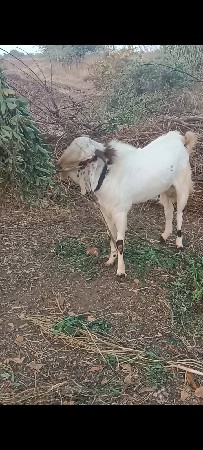 આ બકરો વેચવાનો છે